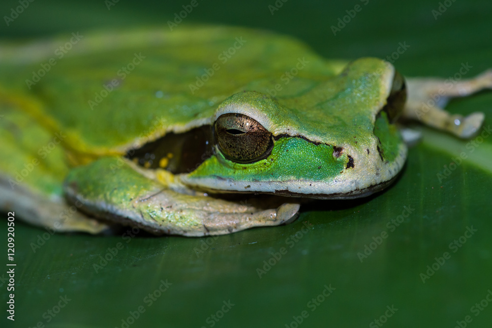 masked frog or masked rock frog Litoria personata masked frog or masked rock frog Litoria personata