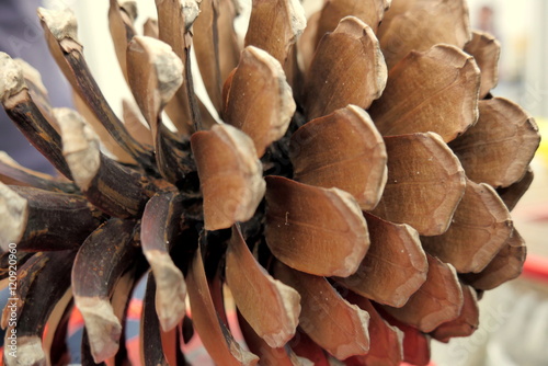 pine cone closeup