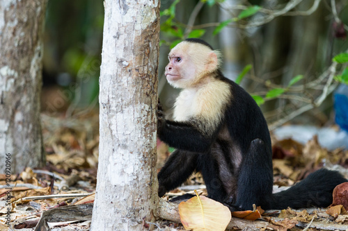 white faced or capuchin monkey