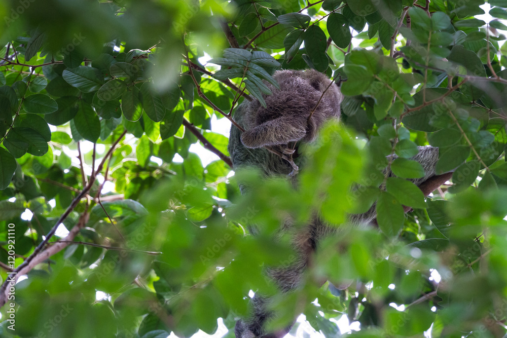 Fototapeta premium three toed sloth in Costa Rica