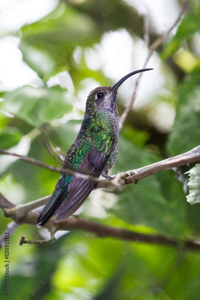 Fototapeta premium curved beak hummingbird
