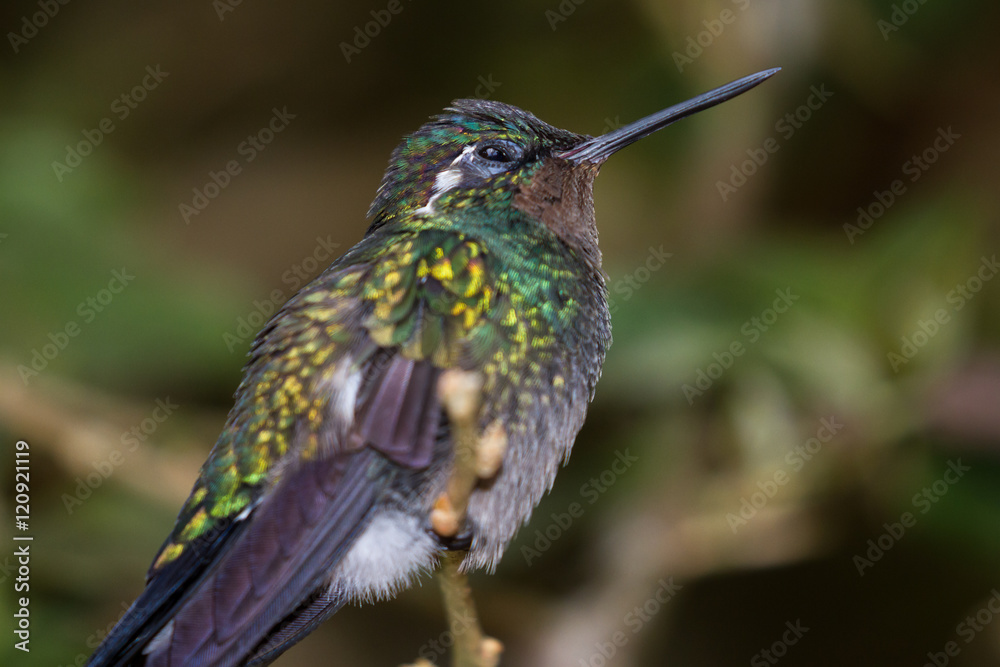 Obraz premium Black bellied hummingbird - Eupherusa nigriventris