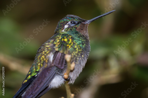 Black bellied hummingbird - Eupherusa nigriventris