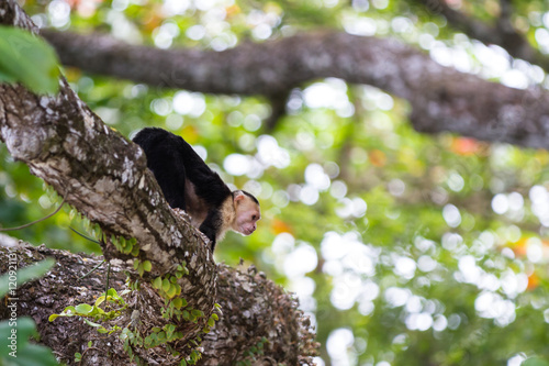 white faced or capuchin monkey photo