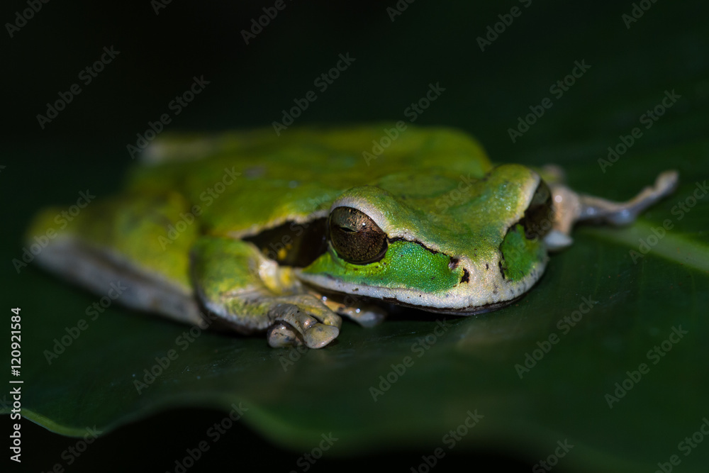 masked frog or masked rock frog Litoria personata masked frog or masked rock frog Litoria personata