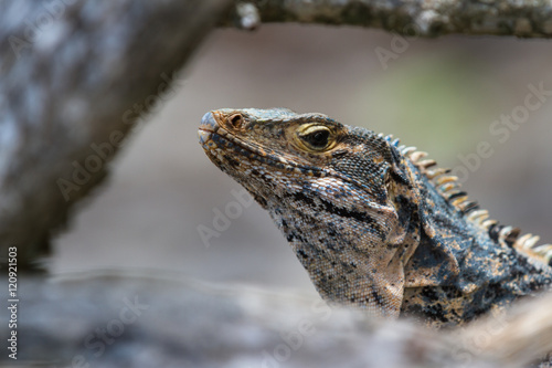 large lizard in Costa Rica © wollertz