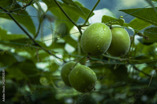 Papier peint Momordica grosvenor fruits