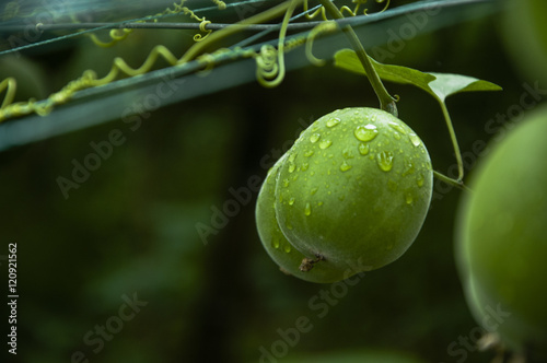 Momordica grosvenor fruits photo