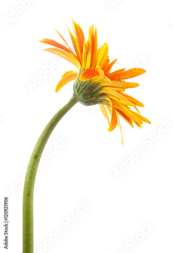 single gerbera  flower yellow isolated