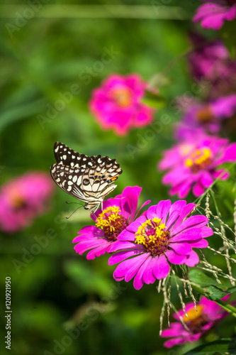 butterfly and flower