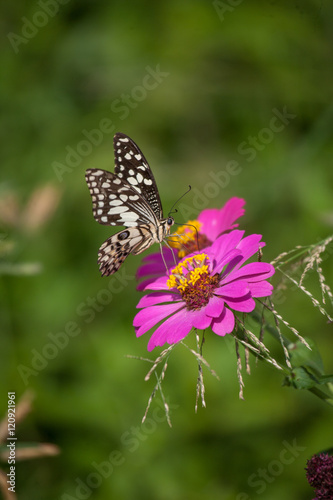 butterfly and flower