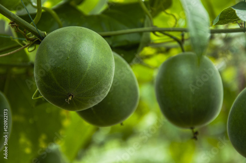 Momordica grosvenor fruits