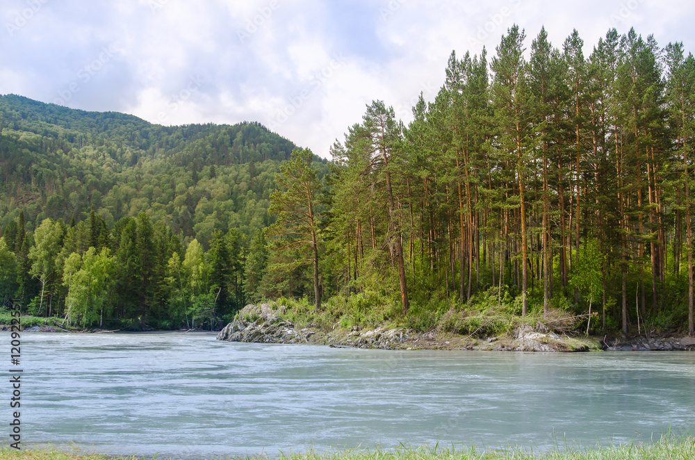 River Katun in Altai mountains, beautiful forest