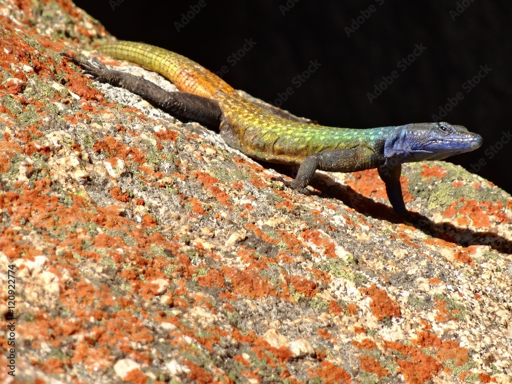 Obraz premium Colorful male lizard on rock with red lichens