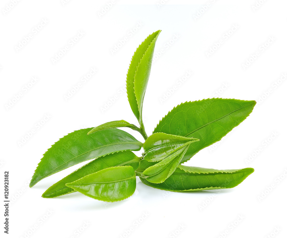 Obraz premium Green tea leaf on white background