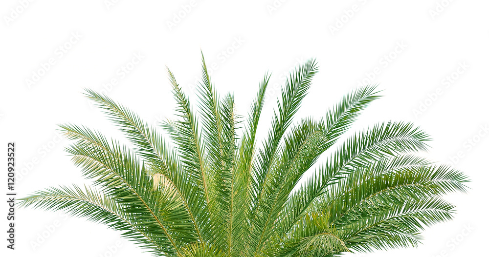 Naklejka premium coconut leaves on white background