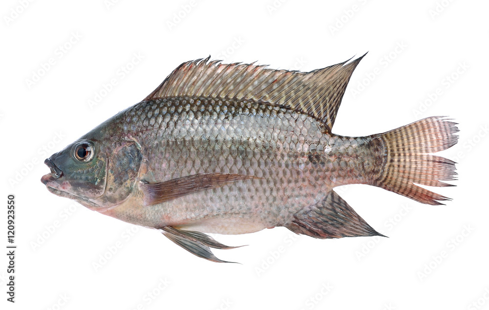 Fototapeta premium fish,Oreochromis nilotica isolated on white background