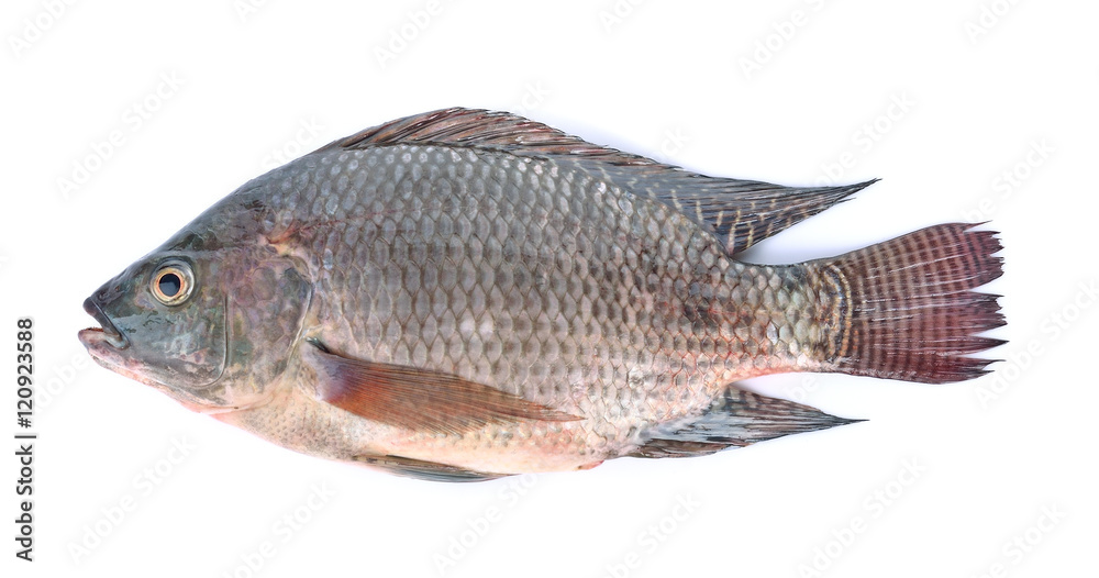 fish,Oreochromis nilotica isolated on white background fish,Oreochromis nilotica isolated on white background