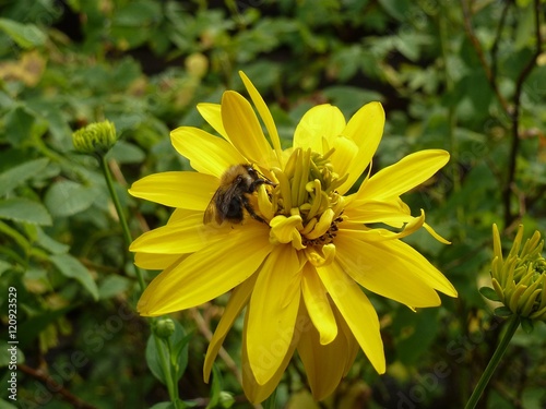 Живой мир - пчела на цветке © fengmolong