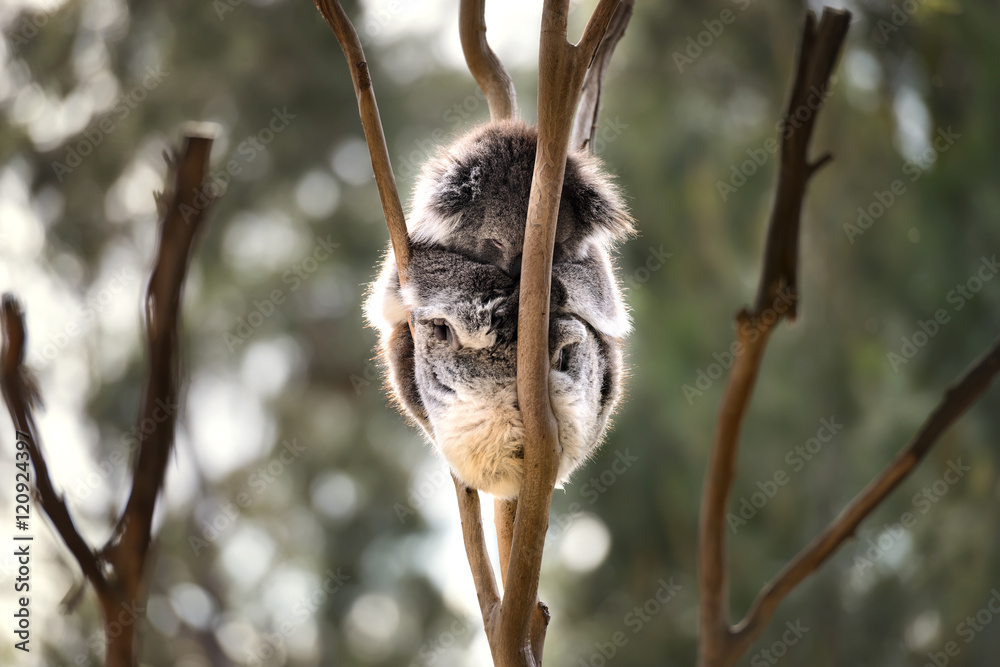 Fototapeta premium Australian koala bear sleep
