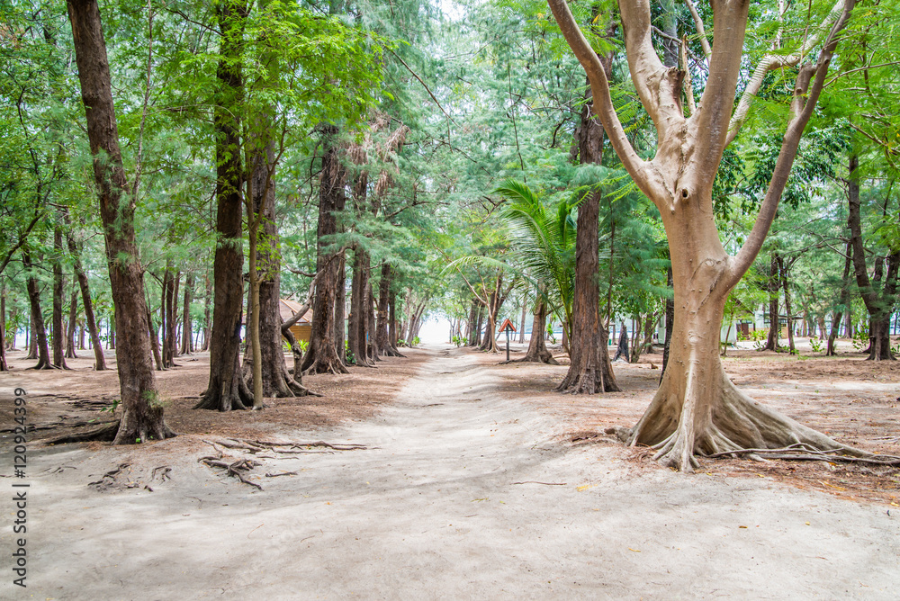 Pine plantations in the province near Tham Phraya Nakhon, Thailand. Pine plantations in the province near Tham Phraya Nakhon, Thailand.