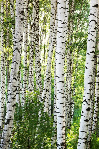 summer birch forest