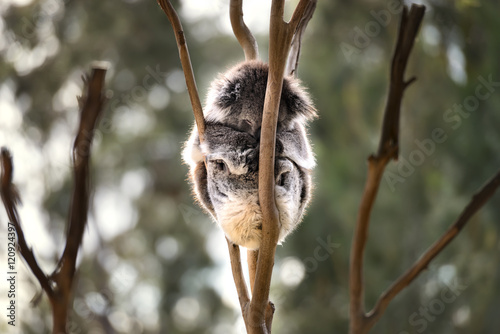 Fototapeta Naklejka Na Ścianę i Meble -  Australian koala bear sleep