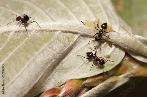 Aphid-Herding Ants © lirtlon