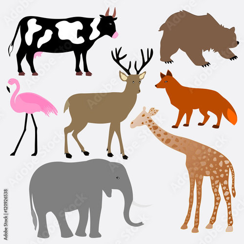 Foto baby animals