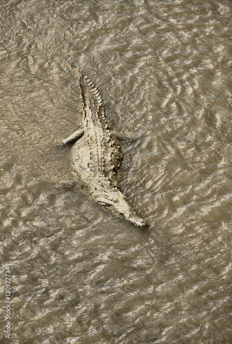 American Crocodile, Costa Rica
