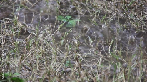 Heavy Rain Makes Water Inundated On Dry Grass Footage
