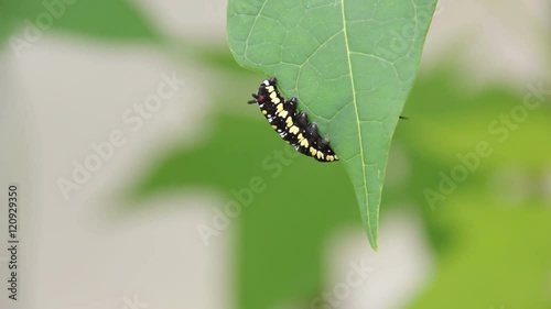 Common Tiger Caterpillar Or Danaus Genutia Caterpillar Moving On Leaves Footage