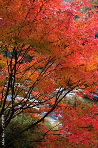 奥津渓谷の紅葉 