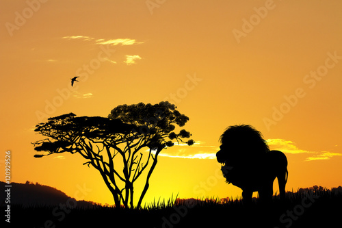 lion silhouette at sunset