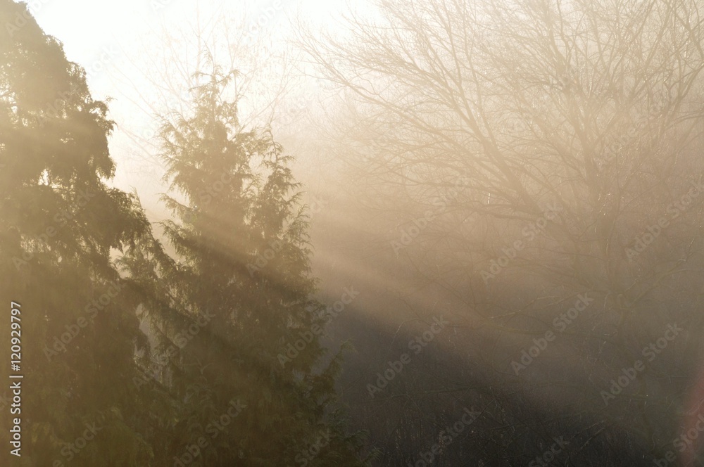 Naklejka premium Sonnenstrahlen am Herbstmorgen