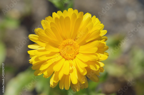 Bl  te von Calendula officinalis