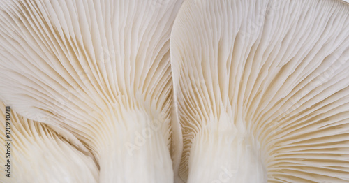 Oyster mushroom gills macro 