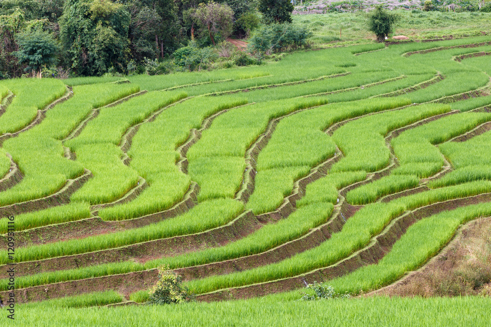 Green Terraced Rice Field in Pa Pong Pieng , Mae Chaem, Chiang Mai, Thailand