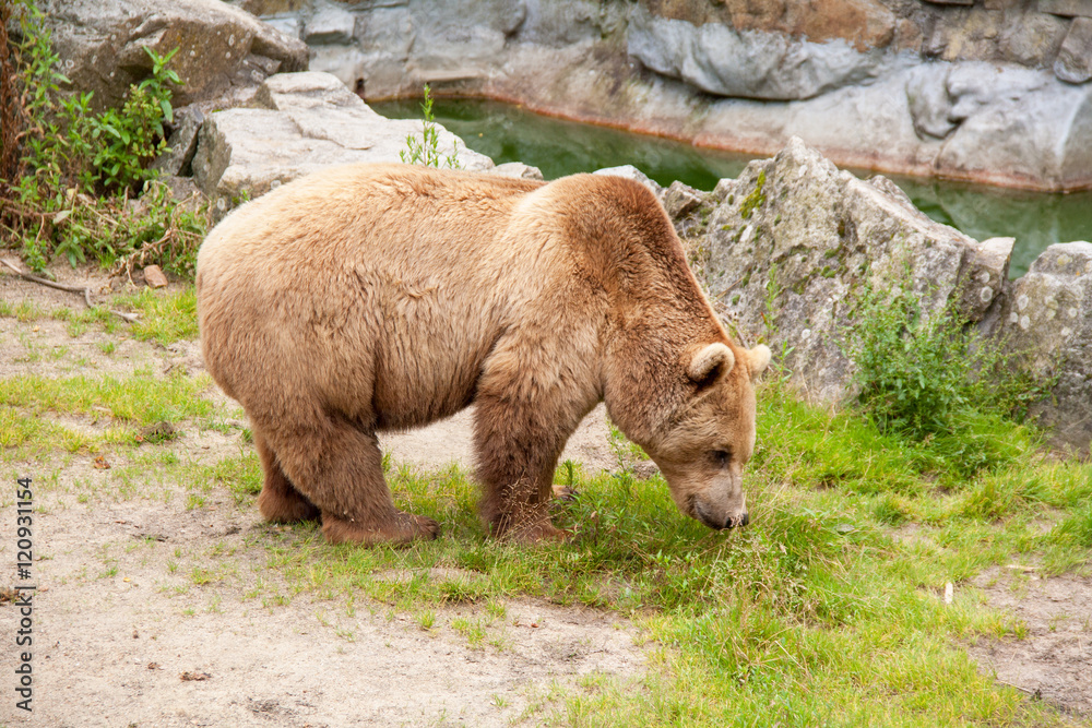 Naklejka premium Ours brun - Ursus arctos - en gros plan 