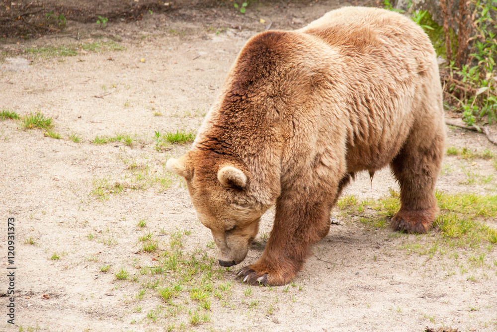 Ours brun - Ursus arctos - en gros plan 