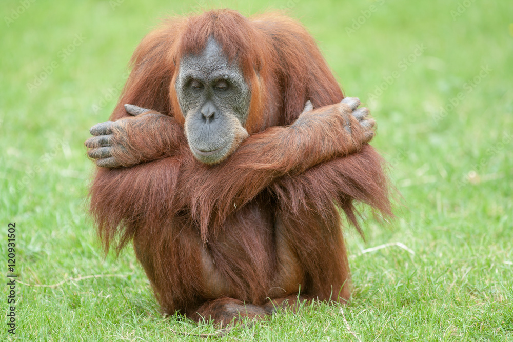 Naklejka premium Orang outan - Pongo pygmaeus - en gros plan 