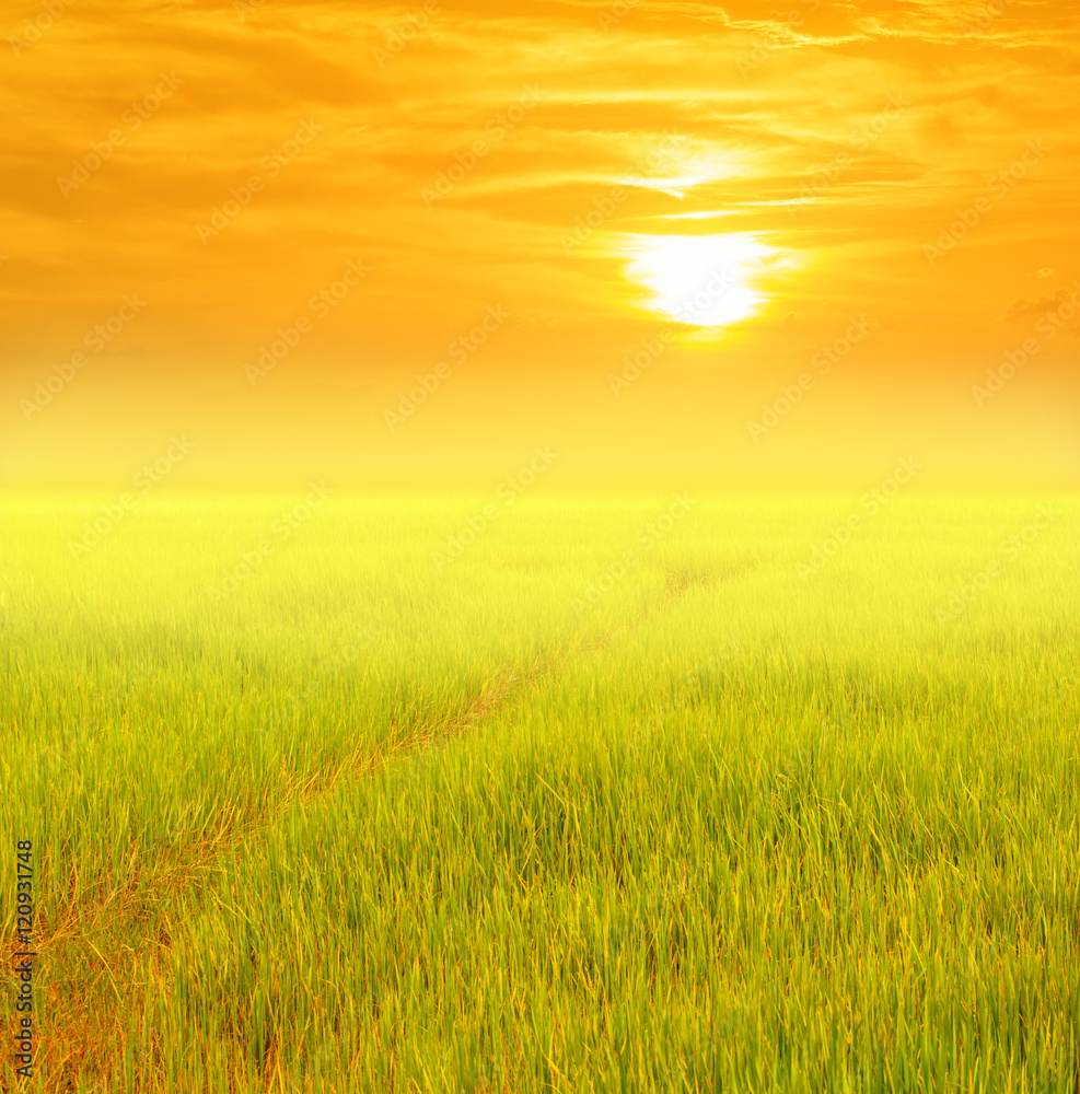 rice field with sunset background