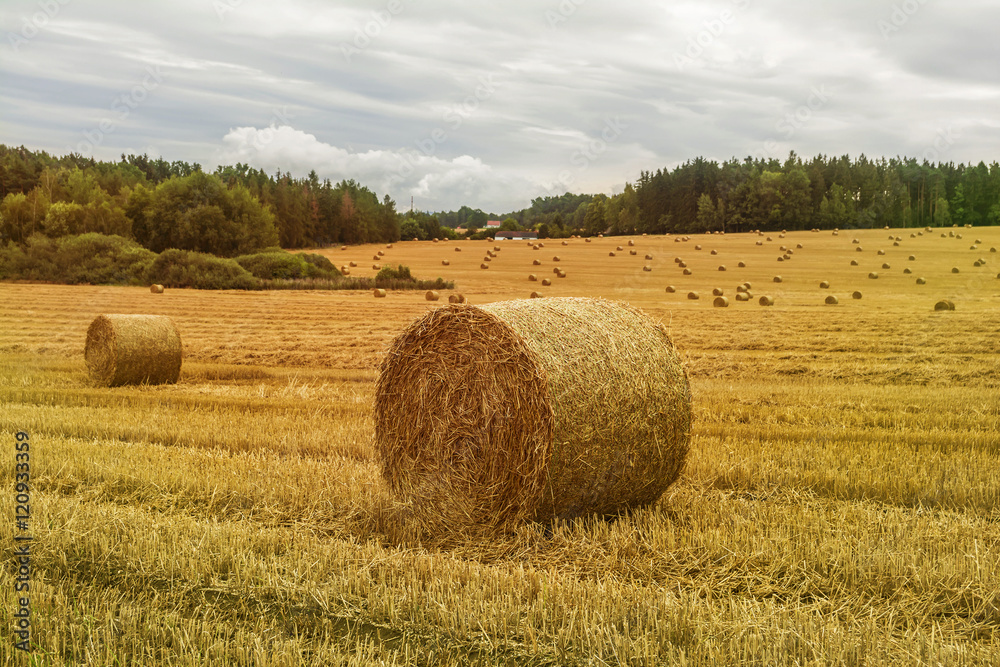 Autumn landscape. Harvest field with straw bales.