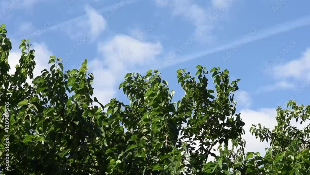 Branches of trees with green leaves swaying in the wind against cloudy sky autumn sunny day Branches of trees with green leaves swaying in the wind against cloudy sky autumn sunny day