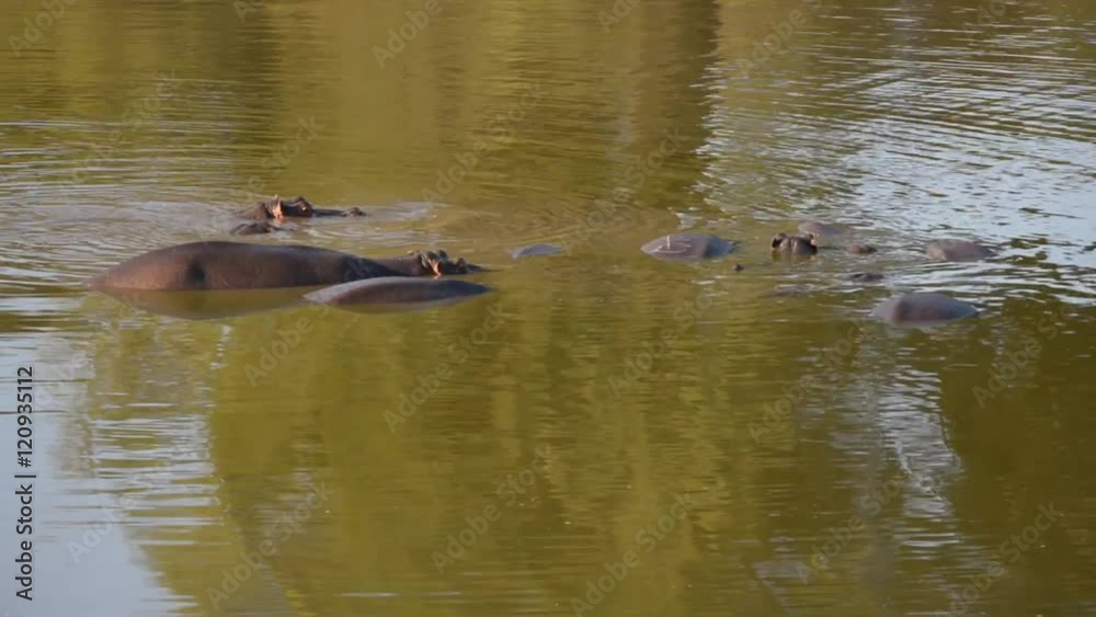 Group of Hippos into the water. Wildlife Safari in Africa. Group of Hippos into the water. Wildlife Safari in Africa.