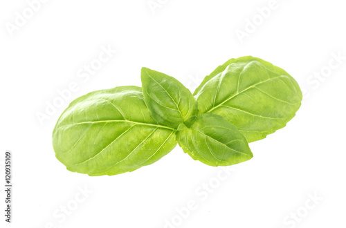 Basil leaves isolated on white background