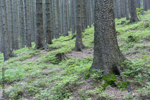 Fototapeta Naklejka Na Ścianę i Meble -  Blueberries in the woods.