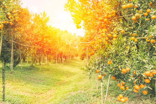 Fototapeta Naklejka Na Ścianę i Meble -  Orange orchard in morning.