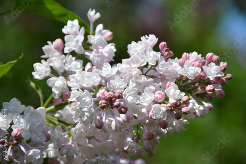 Blooming purple lilac flowers in the garden