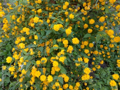 Spring bush studded with small yellow flowers
